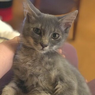 ブルータビーのやんちゃ坊主くん