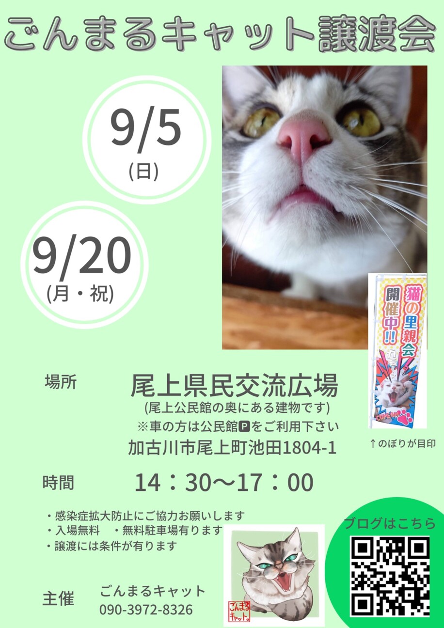 ごんまるキャット猫の譲渡会 ごんまるのイベント 12892 ペットのおうち 月間利用者150万人