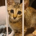 可愛い「オレオちゃん」人が大好き猫も大好き！