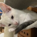 元気いっぱい！推定生後4ヶ月の子猫2匹です！