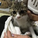 子猫の里親さん募集お願いします。