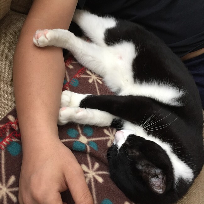 柴96のカバー写真