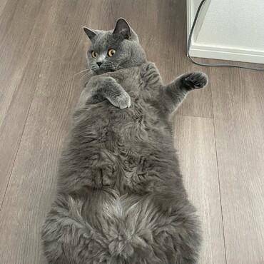 の写真