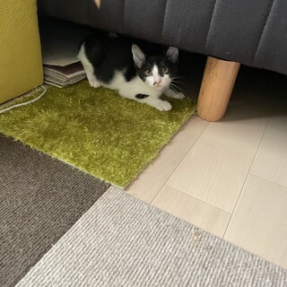 少し臆病なハチワレちゃん