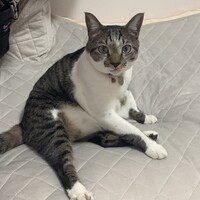 キューイ