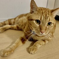 モニカ