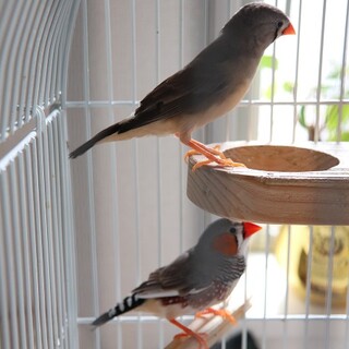 錦華鳥の仲の良いツガイです。