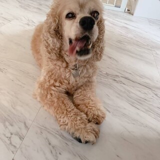 ハーレー＊アメリカンコッカースパニエル