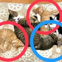 【里親決定】生後２ヶ月の元気な子猫！