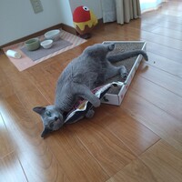 チャミュエル