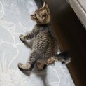 子猫ちゃん保護しました！里親さんさがしてます！