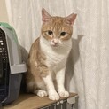 ちゅーる大好き！美猫のアリアちゃん