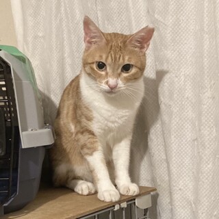 ちゅーる大好き！美猫のアリアちゃん