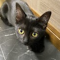 里親さん募集　3ヶ月子猫