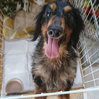 人懐っこいダックスくん