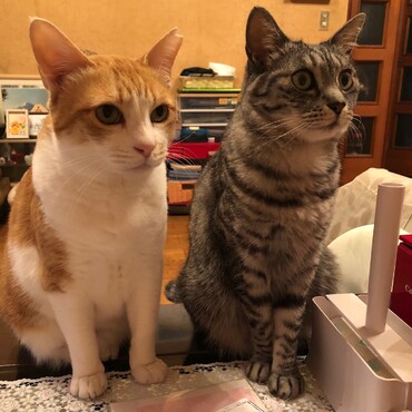 うちの愛猫『トコ＆チノ』です。どちらも成猫で保護しました。