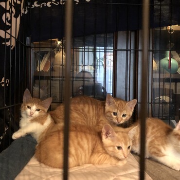 野良猫時代のチノの子どもたちです。みんな優しい里親様に恵まれました。