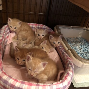 夏の終わりに保護した茶トラチビ６兄弟です。