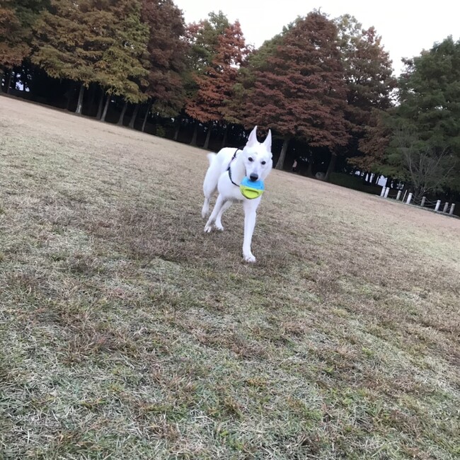 松本さん。のカバー写真