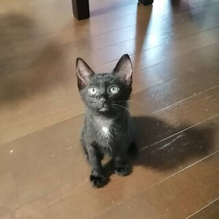 ♥ずっとのお家が見つかりました。