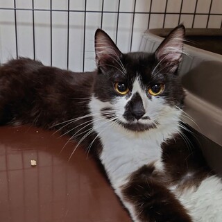 多頭飼育崩壊からのレスキュー☆ボタンくん