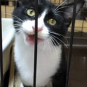 【ばんかん】おかげさまで里親様が決まりました。