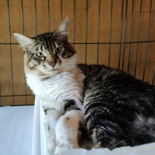 多頭飼育崩壊からのレスキュー☆ゴロウくん