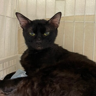 多頭飼育崩壊からのレスキュー☆バニラくん