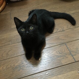 【4/24⭐️堺東にて里親会】参加猫誉ちゃん