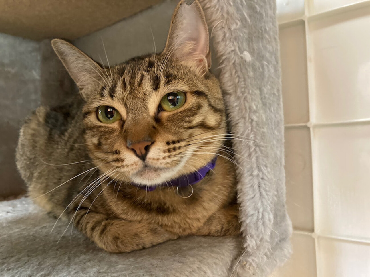 1歳7ヶ月 キジ猫 ゆうがお 大阪府 猫の里親募集 ペットのおうち 月間利用者150万人