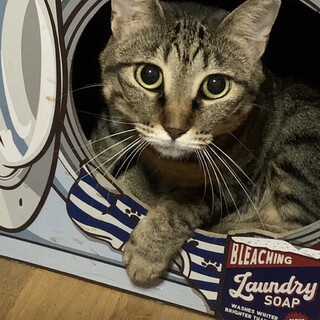 5歳8ヶ月　キジ　大人しい　のぞみちゃん