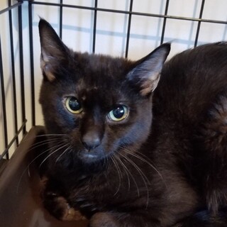 多頭飼育崩壊からのレスキュー☆ダイコクくん