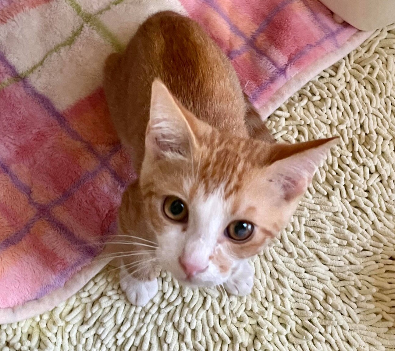 抱っこ大好き甘えん坊 犬 茨城県 猫の里親募集 ペットのおうち 月間利用者150万人