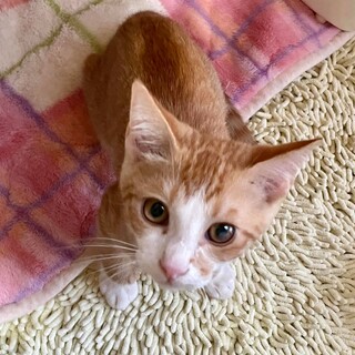 抱っこ大好き甘えん坊、犬猫友仲良し、茶白坊や子猫