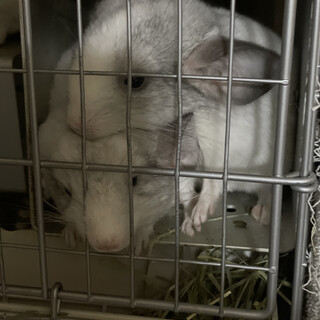 チンチラ男の子2匹の兄弟です