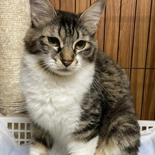 多頭飼育崩壊からのレスキュー♡サギリちゃん