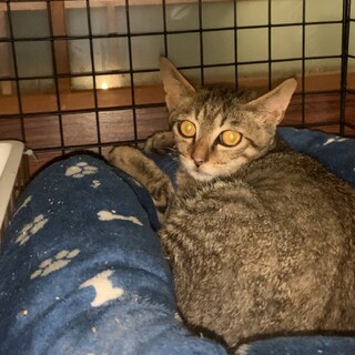 キジの仔猫さん