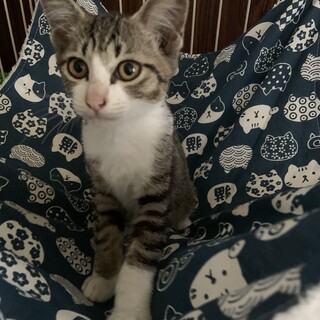 寂しがりやのキジ白の仔猫さん
