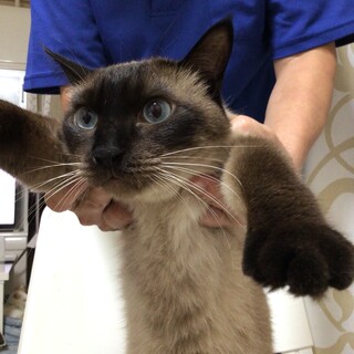 【8/22⭐️堺東にて里親会】参加猫つばさくん