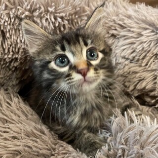 オレンジちゃん【ありがとうございます】