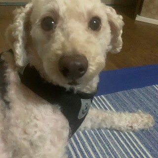 クリーム色プードルのるぅくん