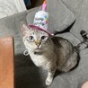の写真