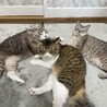 の写真