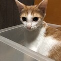 少し宇宙人ぽい、その名はシュメール。