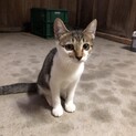少し臆病なぱっつん！