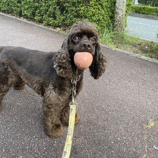 元気で可愛いアメコカ3歳男の子