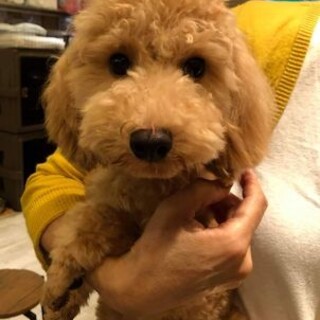 保護っこトイプ♬ウォーリー君♪里親絶賛募集中！