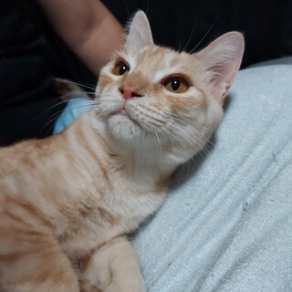 綿毛のなんちゃん♂