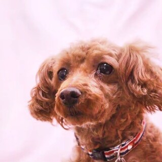 人見知りだけど 本当は甘えたいクムちゃん♡