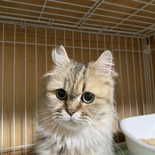 ペルシャチンチラのシエラ